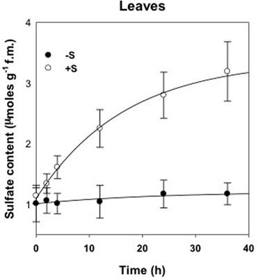 Innovative Approaches to Evaluate Sugar Beet Responses to Changes in Sulfate Availability